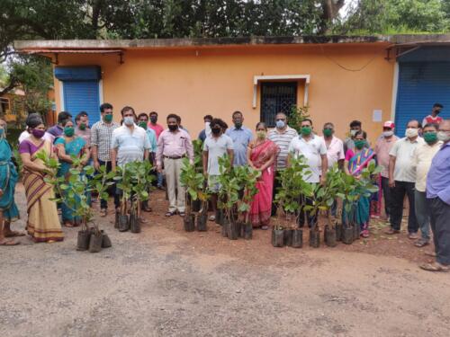 Distributon of Cashew saplings
